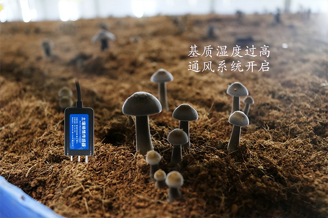 菌菇種植智能監(jiān)控系統(tǒng)，菌茹通風系統(tǒng)