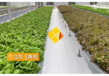 聚英智慧溫室控制系統(tǒng)，建設(shè)植物工廠，一年多茬