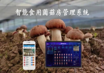  智能食用菌菇房管理系統(tǒng)，物聯(lián)網(wǎng)方案應(yīng)用，打造菌菇種植工廠