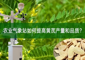 農(nóng)業(yè)氣象站如何提高黃芪產(chǎn)量和品質(zhì)？