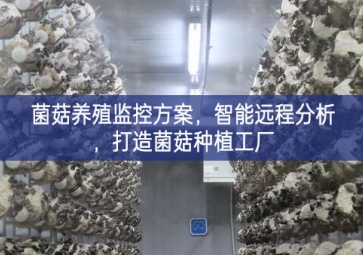 「智慧養(yǎng)殖」菌菇養(yǎng)殖監(jiān)控方案，智能遠(yuǎn)程分析，打造菌菇種植工廠